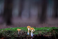 MUSHROOMS