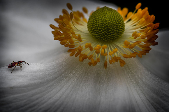 _DSC8008