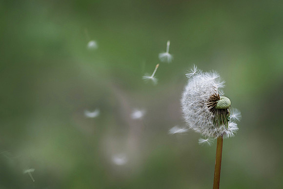 Summer breeze