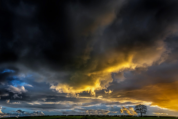 Tree in the storm