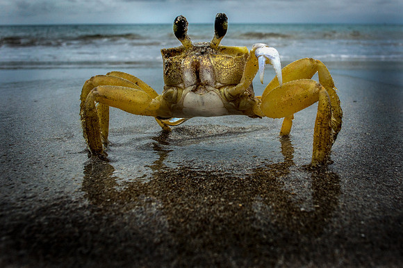 yellow sand crab