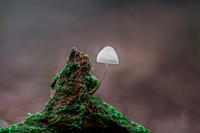 MUSHROOMS