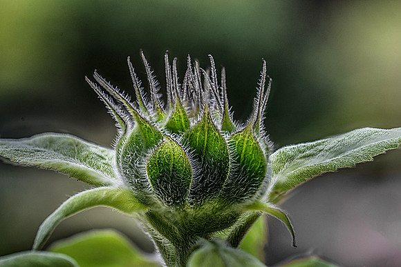 _DSC7677